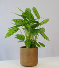 Load image into Gallery viewer, Charlie - Root Houseplants
