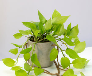 Charlie - Root Houseplants