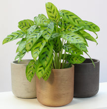 Load image into Gallery viewer, Charlie - Root Houseplants
