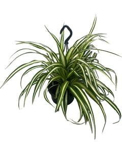 Chlorophytum comosum ‘Variegatum’ - Root Houseplants