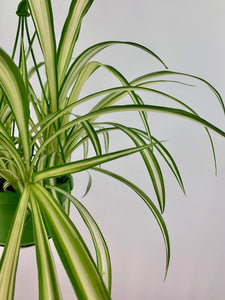 Chlorophytum comosum 'Vittatum' - Root Houseplants