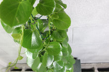Charger l&#39;image dans la galerie, Cissus rotundifolia - Root Houseplants
