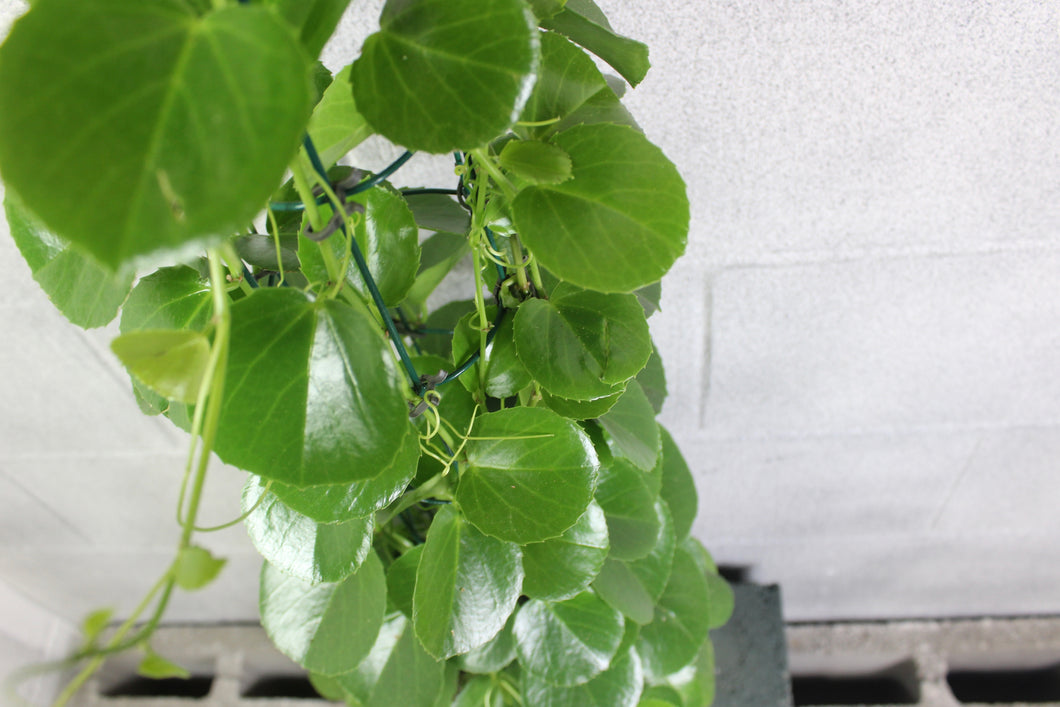 Cissus rotundifolia - Root Houseplants