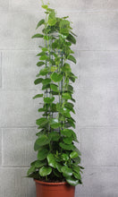 Charger l&#39;image dans la galerie, Cissus rotundifolia - Root Houseplants
