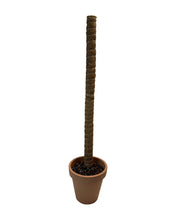 Load image into Gallery viewer, Coco-coir pole - Root Houseplants
