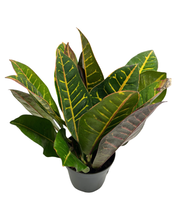 Load image into Gallery viewer, Codiaeum variegatum var. ‘Petra’ - Root Houseplants
