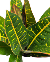 Load image into Gallery viewer, Codiaeum variegatum var. ‘Petra’ - Root Houseplants
