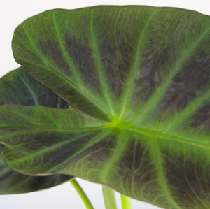 Colocasia esculenta 'Aloha' - Root Houseplants