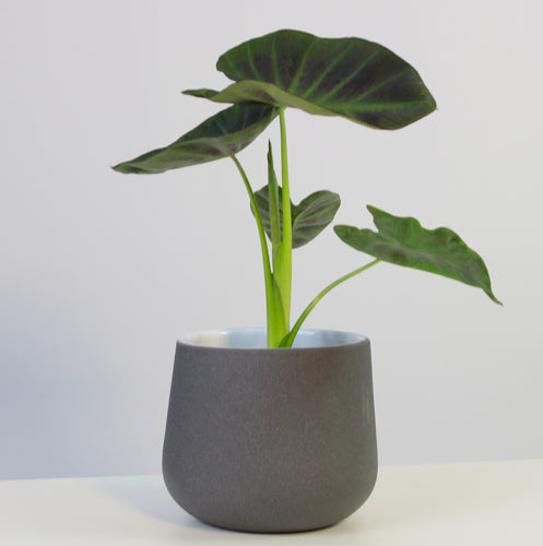Colocasia esculenta 'Aloha' - Root Houseplants