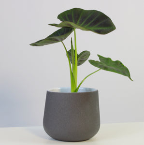Colocasia esculenta 'Aloha' - Root Houseplants