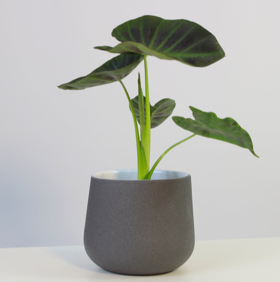 Colocasia esculenta 'Aloha' - Root Houseplants