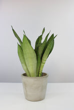 Charger l&#39;image dans la galerie, Concrete pot - Root Houseplants
