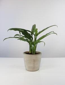 Concrete pot - Root Houseplants