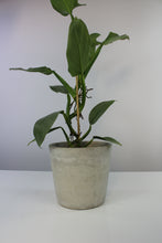 Charger l&#39;image dans la galerie, Concrete pot - Root Houseplants
