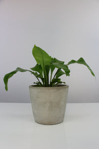 Concrete pot - Root Houseplants