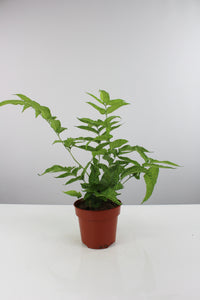 Coniogramme emeiensis 'Golden Zebra' - Root Houseplants