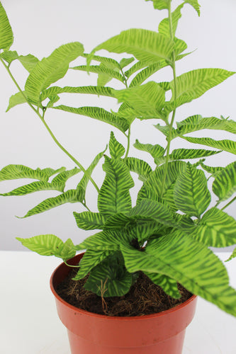 Coniogramme emeiensis 'Golden Zebra' - Root Houseplants