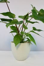 Charger l&#39;image dans la galerie, Coral pot - Root Houseplants
