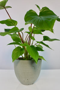 Coral pot - Root Houseplants