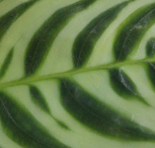 Lade das Bild in den Galerie-Viewer, Ctenanthe burle-marxi - Root Houseplants
