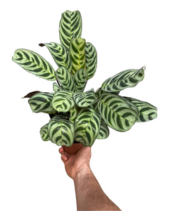 Ctenanthe burle-marxi - Root Houseplants