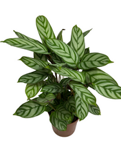 Load image into Gallery viewer, Ctenanthe setosa &#39;Compact Star&#39; - Root Houseplants
