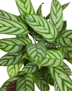 Ctenanthe setosa 'Compact Star' - Root Houseplants