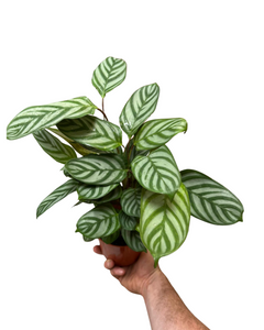 Ctenanthe setosa 'Compact Star' - Root Houseplants