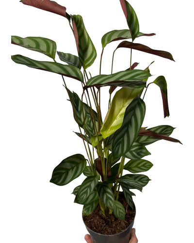 Ctenanthe setosa 'Exotica' - Root Houseplants
