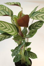 Load image into Gallery viewer, Ctenanthe setosa &#39;Exotica&#39; - Root Houseplants
