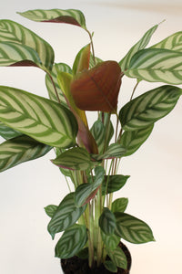 Ctenanthe setosa 'Exotica' - Root Houseplants