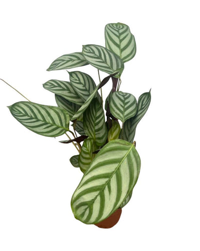 Ctenanthe setosa 'Green Flag' - Root Houseplants