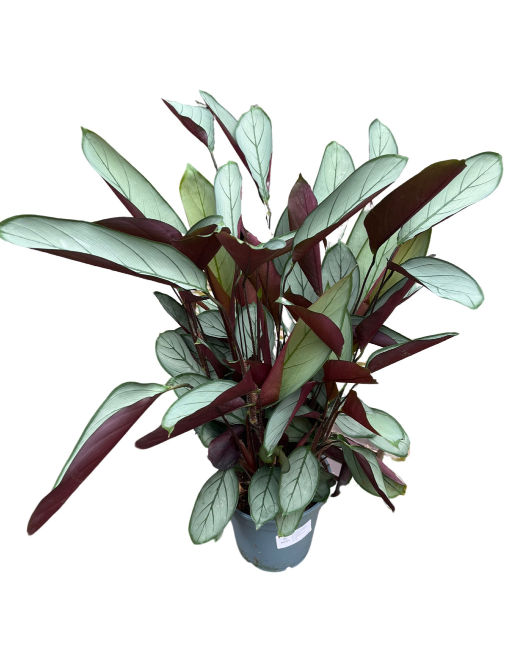 Ctenanthe setosa - Root Houseplants