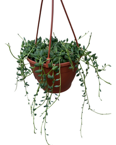 Curio herreanus - Root Houseplants