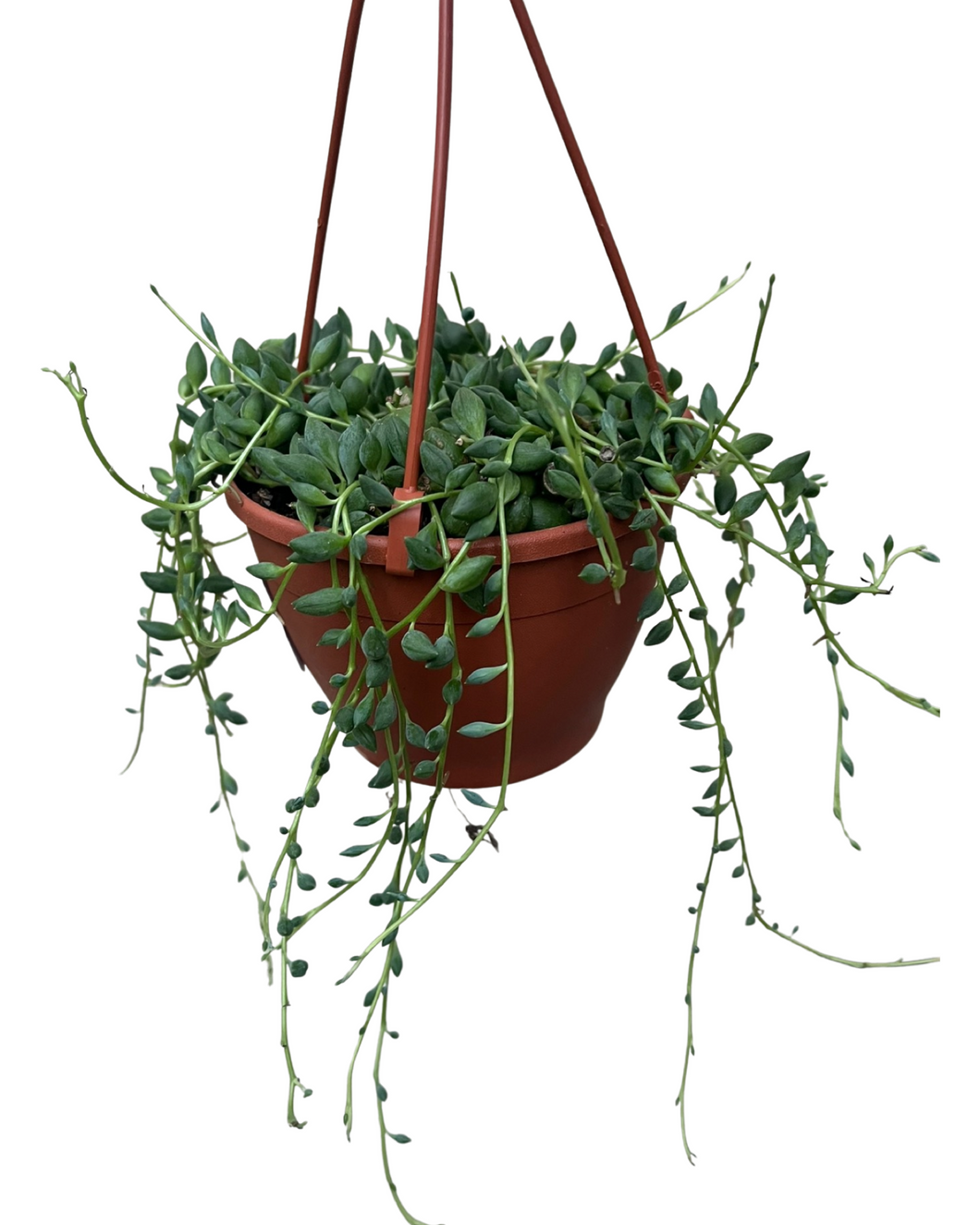 Curio herreanus - Root Houseplants