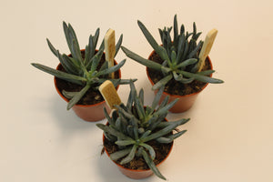 Curio repens - Root Houseplants