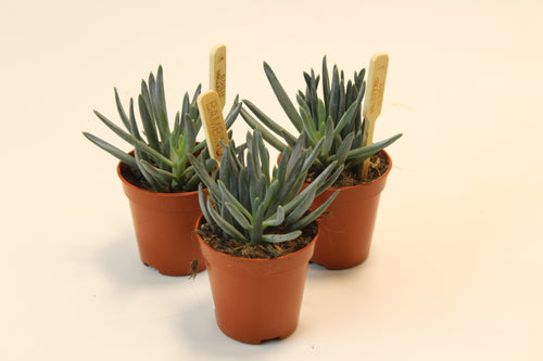 Curio repens - Root Houseplants