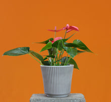 Load image into Gallery viewer, Delphi pot - Root Houseplants
