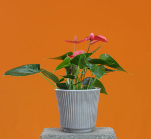 Delphi pot - Root Houseplants