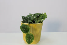 Load image into Gallery viewer, Delphi pot - Root Houseplants
