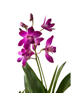 Dendrobium 'Berry Oda' - Root Houseplants