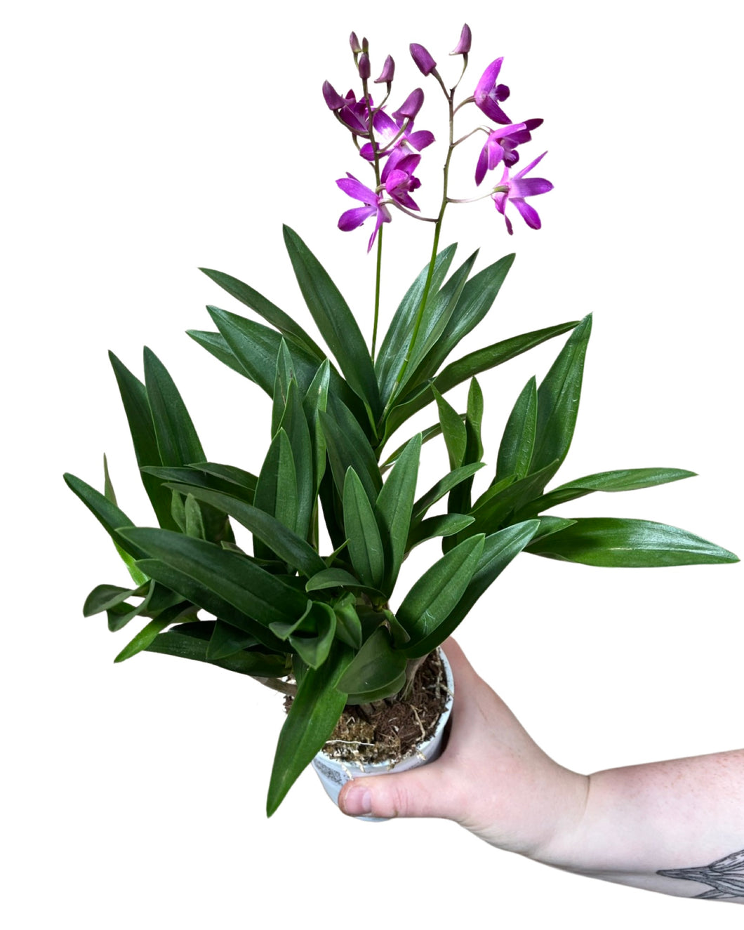 Dendrobium 'Berry Oda' - Root Houseplants