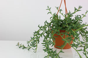 Dendrophorbium peregrinum - Root Houseplants