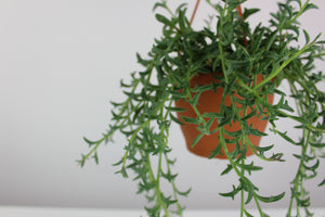 Dendrophorbium peregrinum - Root Houseplants