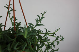 Dendrophorbium peregrinum - Root Houseplants