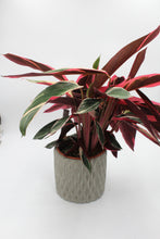 Load image into Gallery viewer, Diamond cement planter - Root Houseplants
