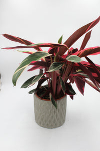 Diamond cement planter - Root Houseplants
