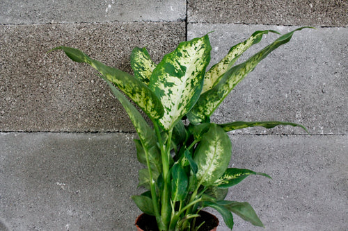 Dieffenbachia 'Compacta' - Root Houseplants