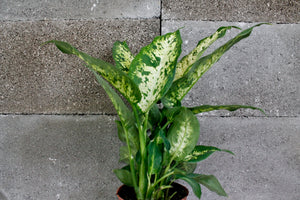 Dieffenbachia 'Compacta' - Root Houseplants
