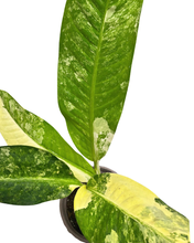 Load image into Gallery viewer, Dieffenbachia daguensis aurea &#39;Big Ben&#39; - Root Houseplants
